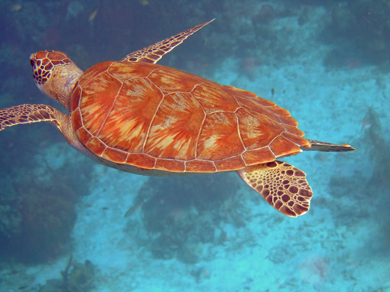 Bonaire Island PJ4/DF8AN DX News Bonaire Island PJ4/DF8AN DX News